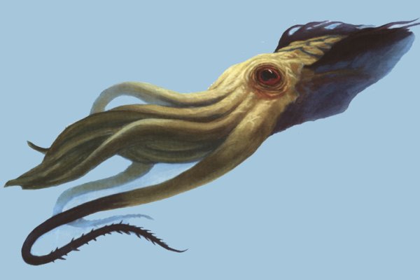 Kraken tor